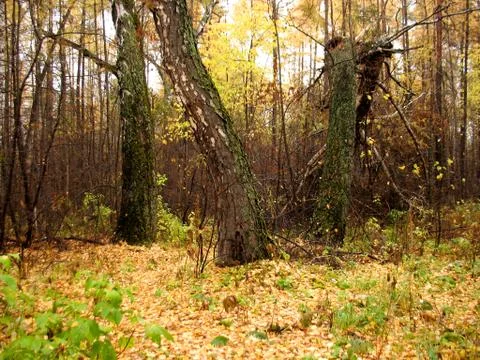 Autumn trees in a forest Stock Photos