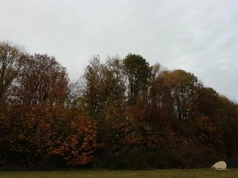 Autumn trees of forest Stock Photos