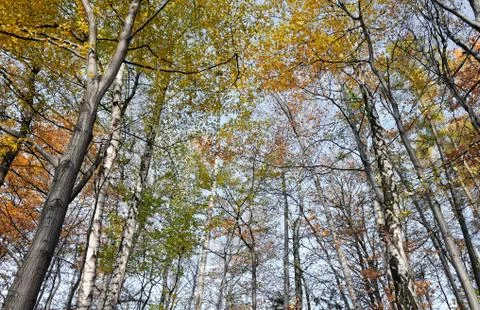 Autumn trees in forest. Stock Photos