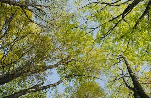 Autumn trees in forest Stock Photos