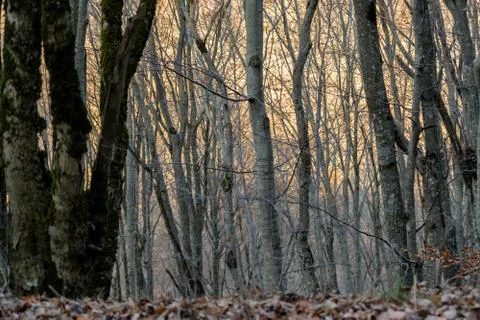 Autumn trees in the forest Stockfoto's