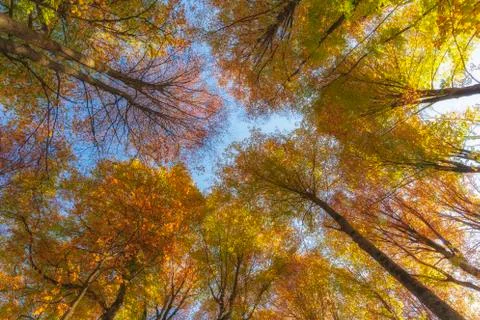 Autumn trees in the forest. Top to bottom view. Stock Photos