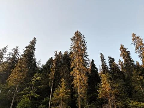Autumn trees in the forest, view from below Stock Photos