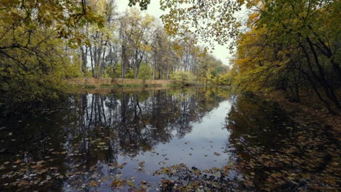 Autumn trees frame a still, leaf-strewn pond Stock Footage 347644435
