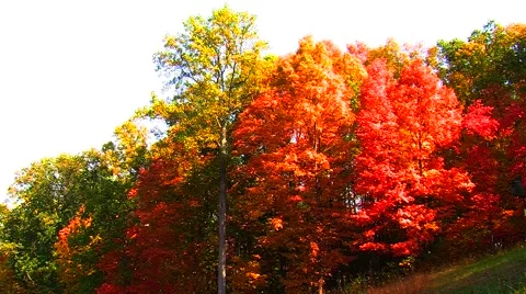 Autumn Trees on Hillside Stock Footage 904805