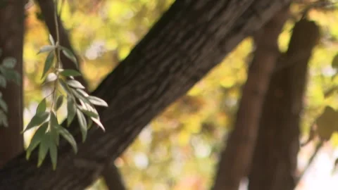 Autumn trees image 14 Stock Footage 311645465