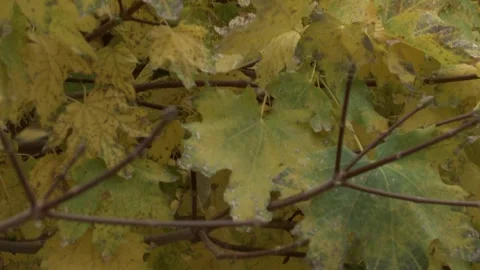 Autumn trees image 19 Stock Footage 311645491