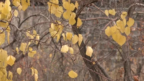 Autumn trees image 4 Stock Footage 311645440