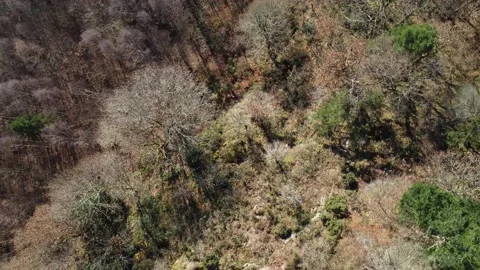 Autumn Trees, Lake District Stock Footage 214729193