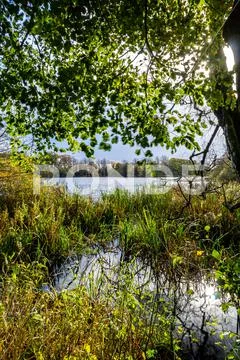 Autumn trees by a lake Stock Photos