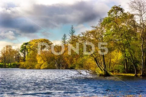 Autumn trees by a lake Stock Photos