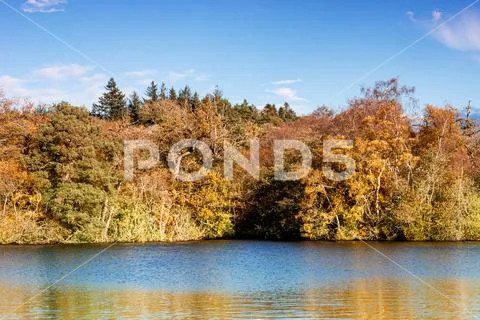 Autumn trees by a lake Stock Photos
