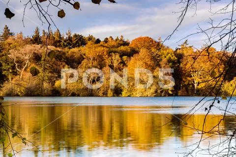 Autumn trees by a lake Stock Photos