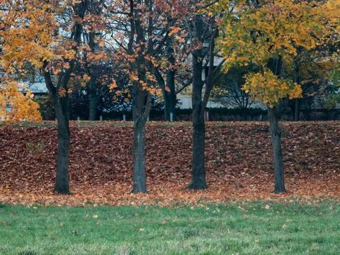 Autumn trees with leaf-covered ground Stock Photos