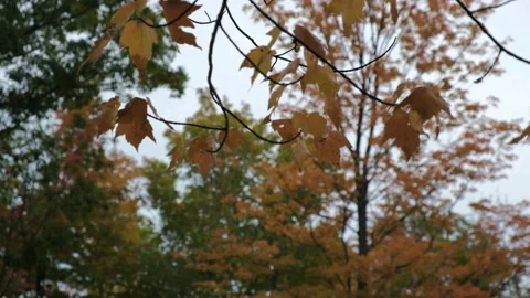 Autumn Trees with Leaves 4K 動画素材 140368461