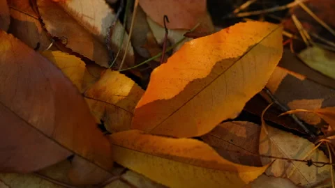 Autumn trees leaves close up Stock-Footage 254673675