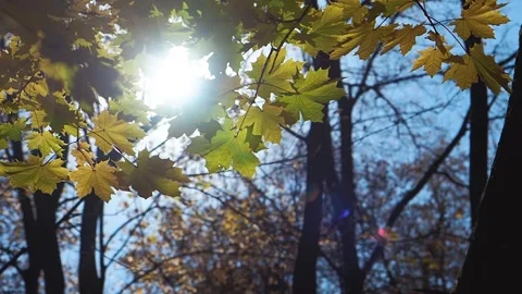 Autumn, trees, leaves falling, close-up, forest Stock Footage 163298009