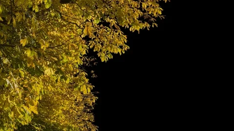 Autumn trees leaves floating in wind with alpha Видео 84850719