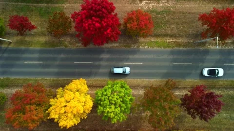 Autumn trees line a road while cars pass by in a colorful display of fall foliag Stock Footage 335333927