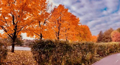 Autumn trees Maples in the park Stock Photos