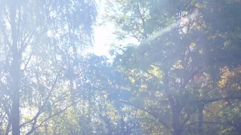 Autumn trees in motion 库存影片 42126522