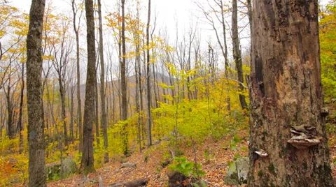 Autumn trees with mountain in background - P1050102 Stock Footage 32014612