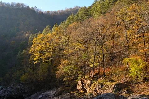 Autumn trees in mountain forest Stock Photos