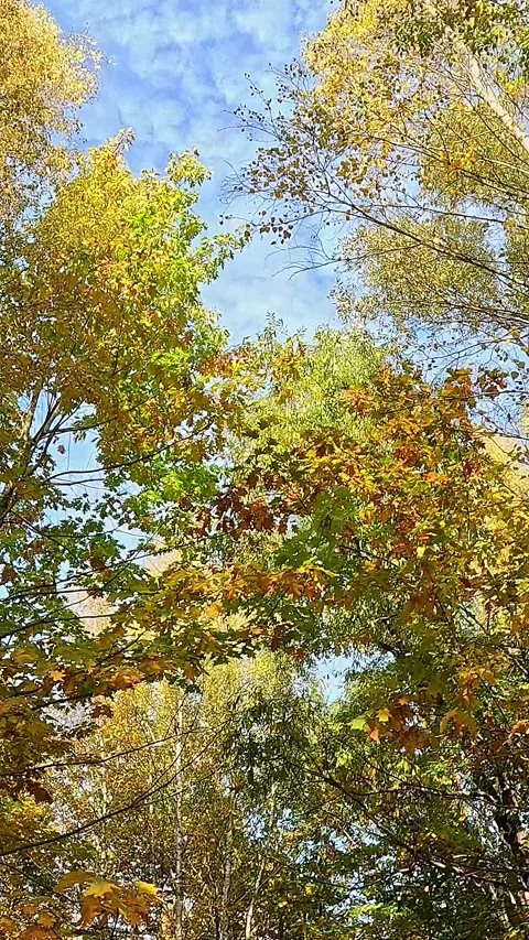 Autumn trees moving gently in forest wind Stock Footage 321399922