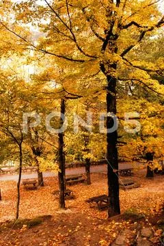 Autumn trees in the National Park of Geres Stock Photos