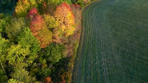 Autumn trees next to hayfield Stock Footage 295322155