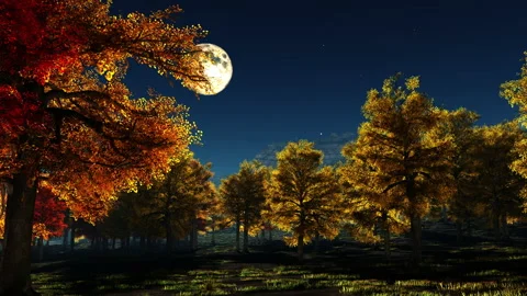 Autumn trees at night Stock Footage 205592354