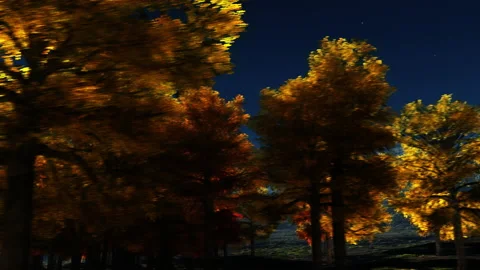 Autumn trees at night 库存影片 205592739
