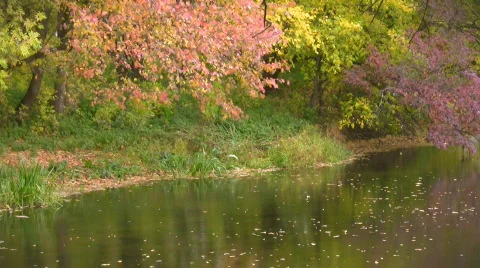 Autumn trees over the river Video stock 538022