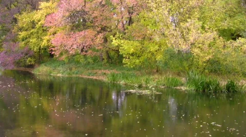 Autumn trees over the river Stock-Footage 538054