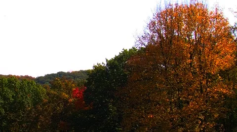 Autumn Trees Overlooking Valley Video stock 904883