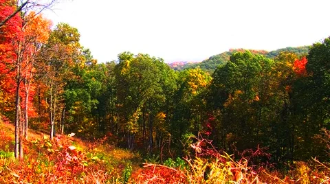 Autumn Trees Overlooking Valley Video stock 904936