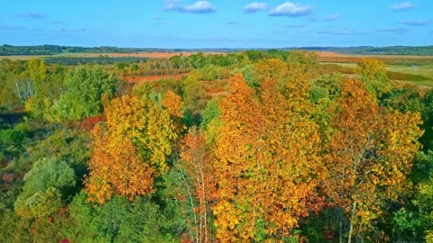 Autumn Trees Pan Drone Shot Stock Footage 342417284