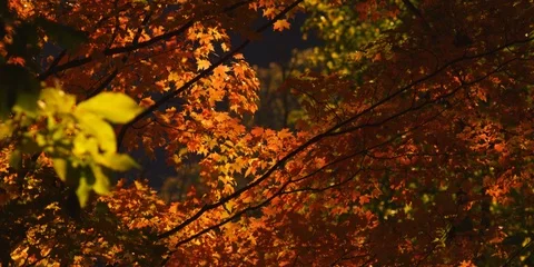 Autumn trees pan up Stock Footage 103779668