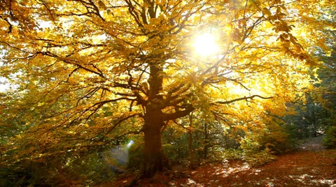 Autumn trees in the park Stock Footage 31960626