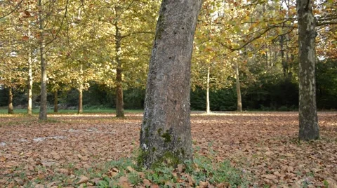 Autumn trees in a park Stock Footage 42889493