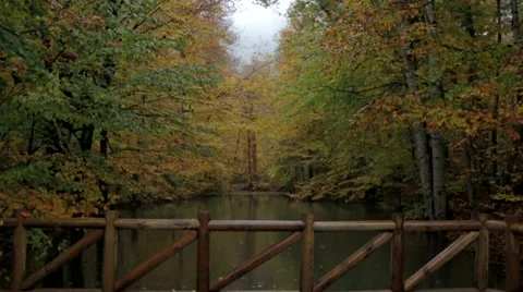 Autumn Trees In The Park Stock Footage 43323670