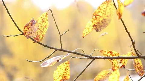 Autumn trees in the Park Stock Footage 81258615
