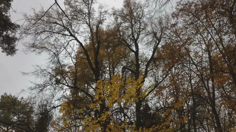 Autumn trees in a park 库存影片 93195627