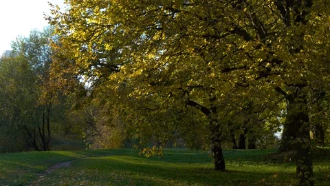 Autumn Trees In Park Stock Footage 96320805