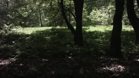 Autumn trees in the park Stock Footage 98900841