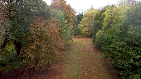 Autumn Trees Park Video stock 163672932