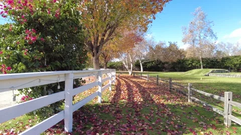 Autumn trees in the park Stock Footage 167927533