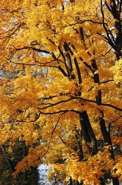 Autumn trees in park Stock Photos