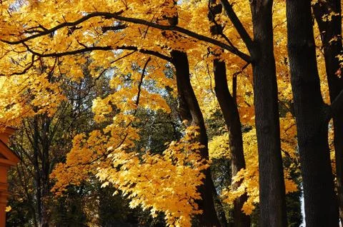 Autumn trees in park Stock Photos