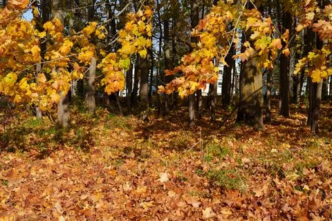 Autumn trees in the park Stockfoto's